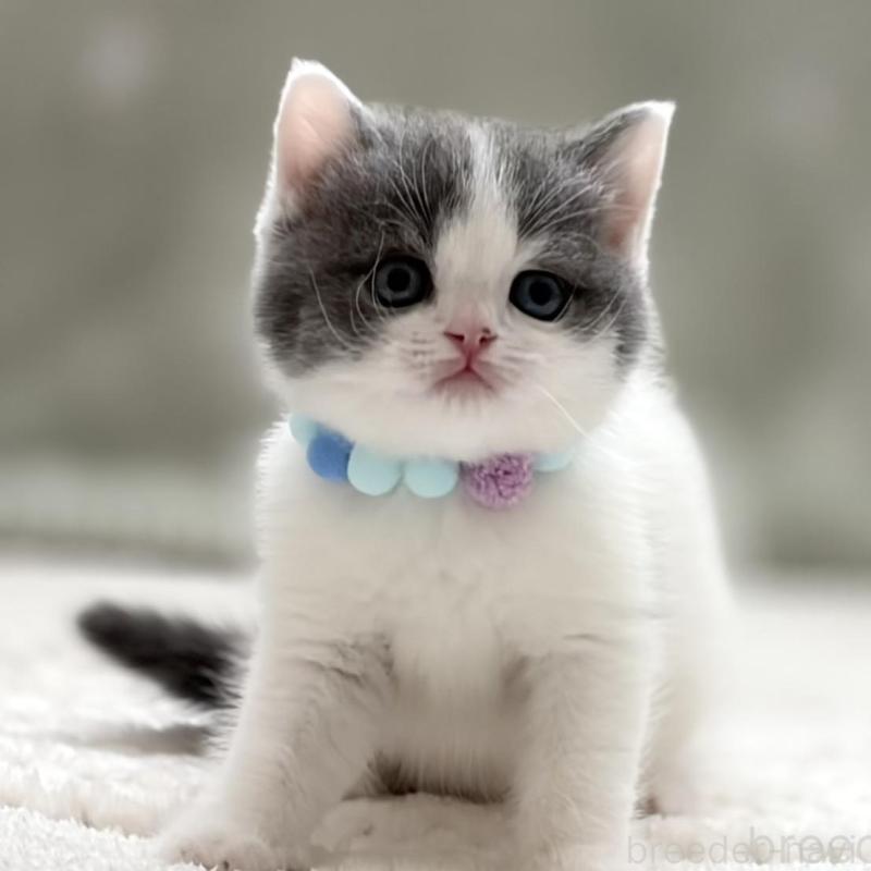 販売中の東京都のマンチカン-137044の8枚目