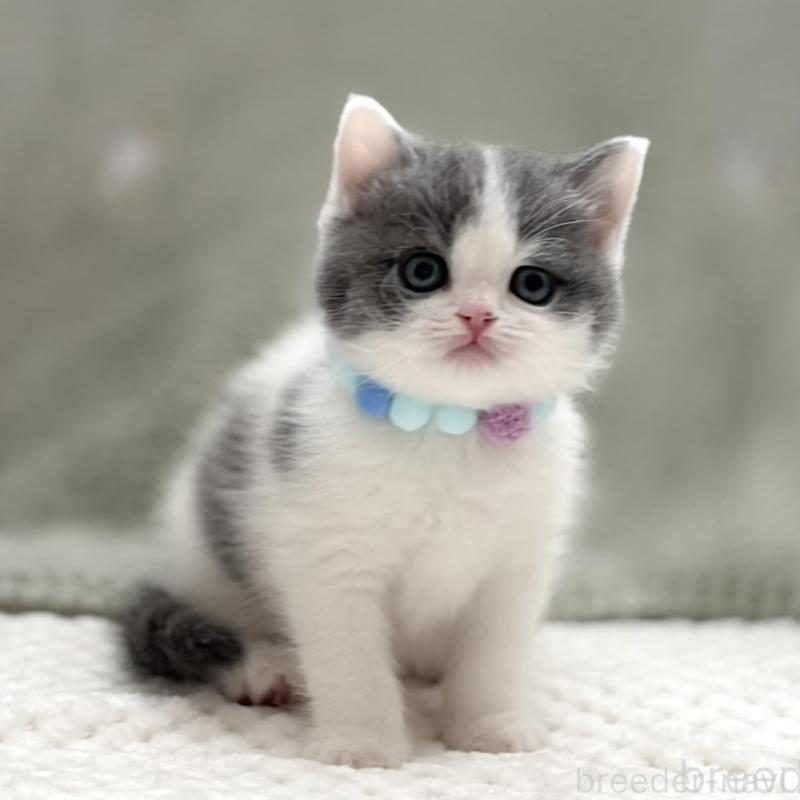 販売中の東京都のマンチカン-137044の4枚目