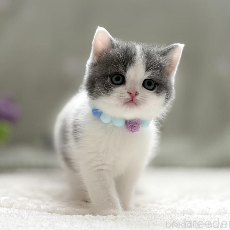 販売中の東京都のマンチカン-137044の3枚目