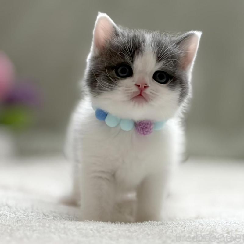 販売中の東京都のマンチカン-137044の2枚目