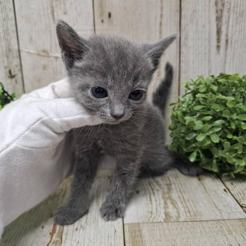 販売中の千葉県のロシアンブルー-137045の9枚目