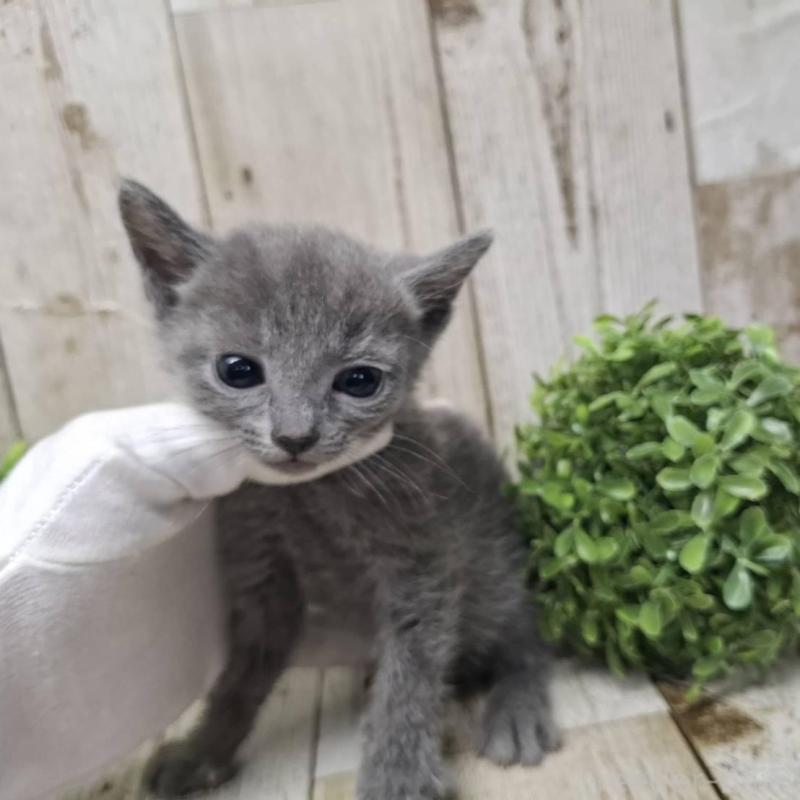 販売中の千葉県のロシアンブルー-137045の8枚目