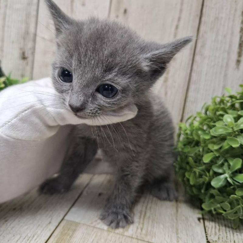 販売中の千葉県のロシアンブルー-137045の7枚目