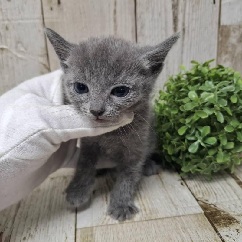 販売中の千葉県のロシアンブルー-137045の6枚目