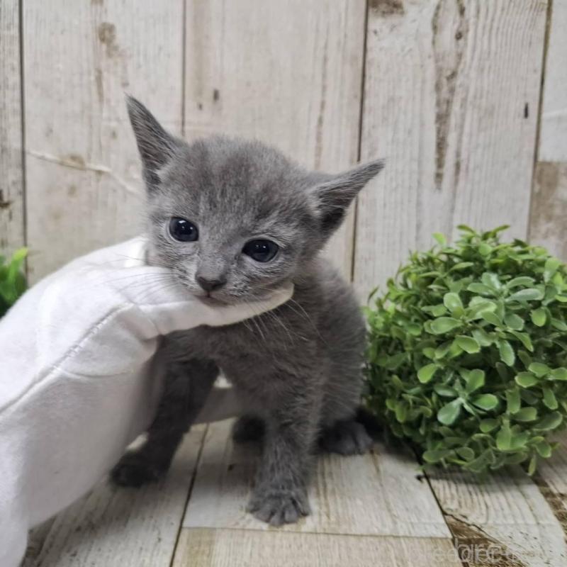 販売中の千葉県のロシアンブルー-137045の5枚目