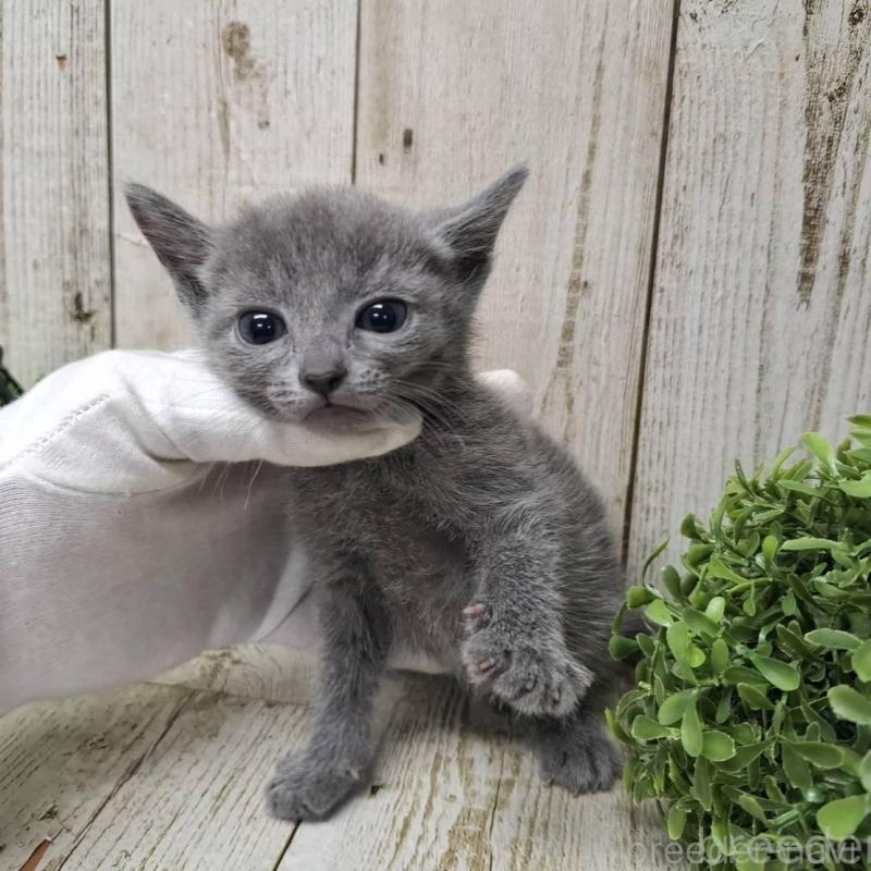 販売中の千葉県のロシアンブルー-137045の4枚目