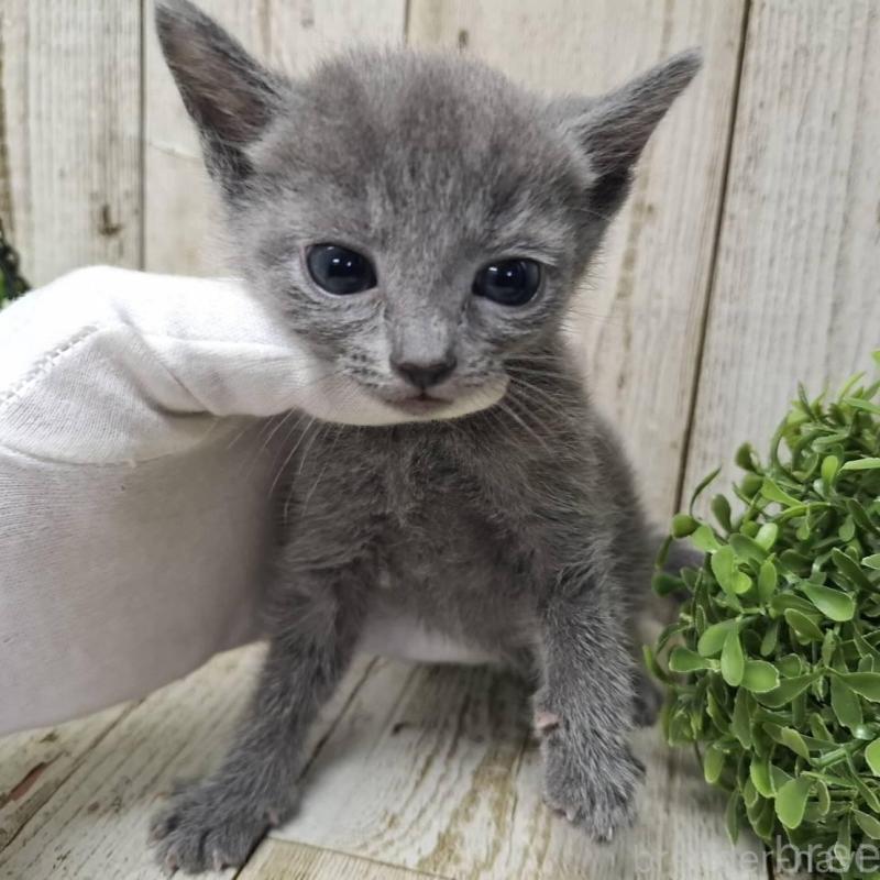 販売中の千葉県のロシアンブルー-137045の3枚目