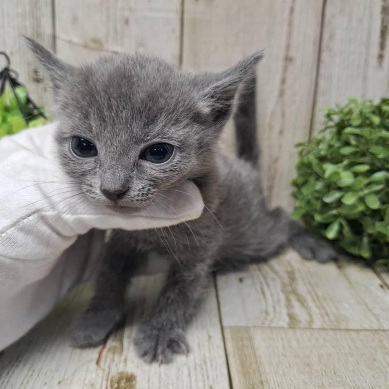 販売中の千葉県のロシアンブルー-137045の2枚目