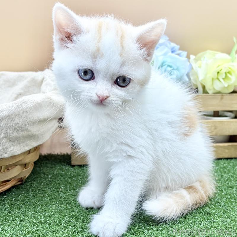 販売中の兵庫県のスコティッシュフォールド-137046の1枚目