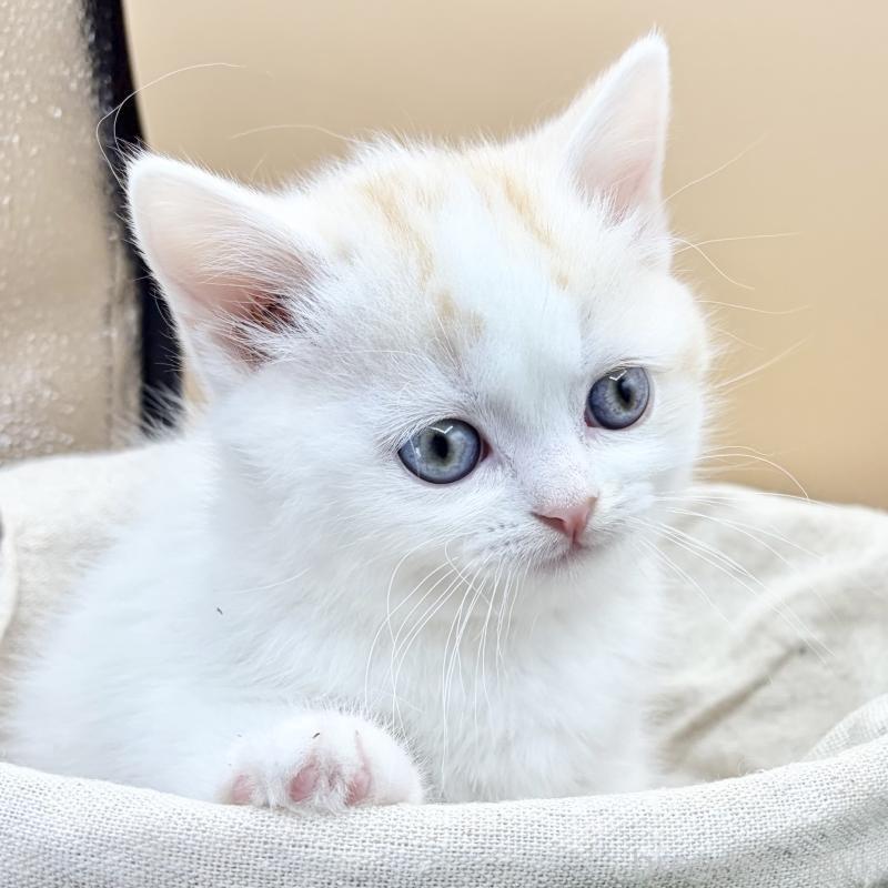 販売中の兵庫県のスコティッシュフォールド-137046の2枚目