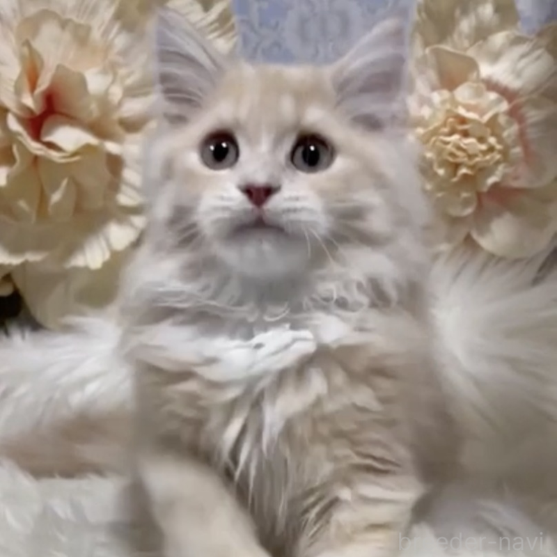 販売中の神奈川県のラガマフィン-137047の1枚目