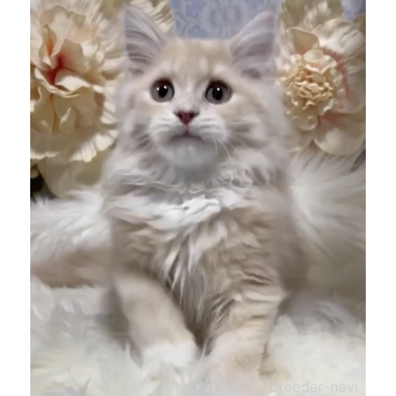 販売中の神奈川県のラガマフィン-137047の2枚目