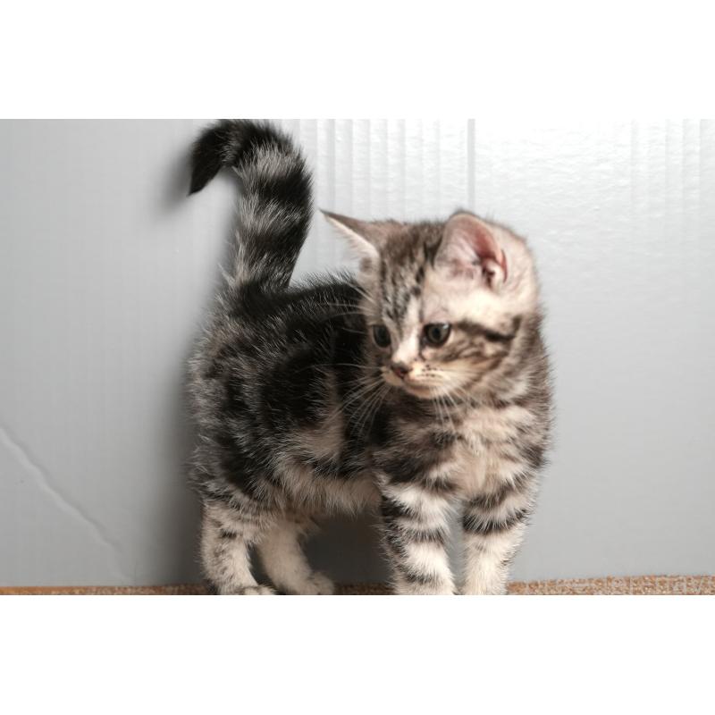 販売中の埼玉県のアメリカンショートヘア-137048の4枚目