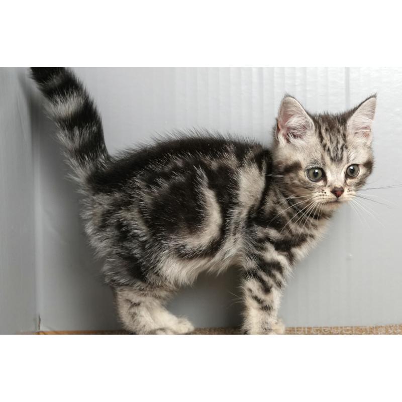 販売中の埼玉県のアメリカンショートヘア-137048の3枚目