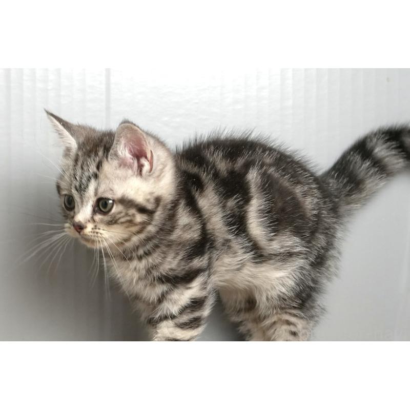 販売中の埼玉県のアメリカンショートヘア-137048の2枚目