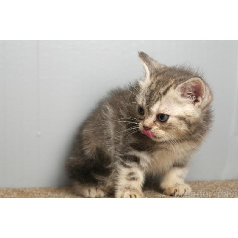 販売中の埼玉県のアメリカンショートヘア-137049の3枚目