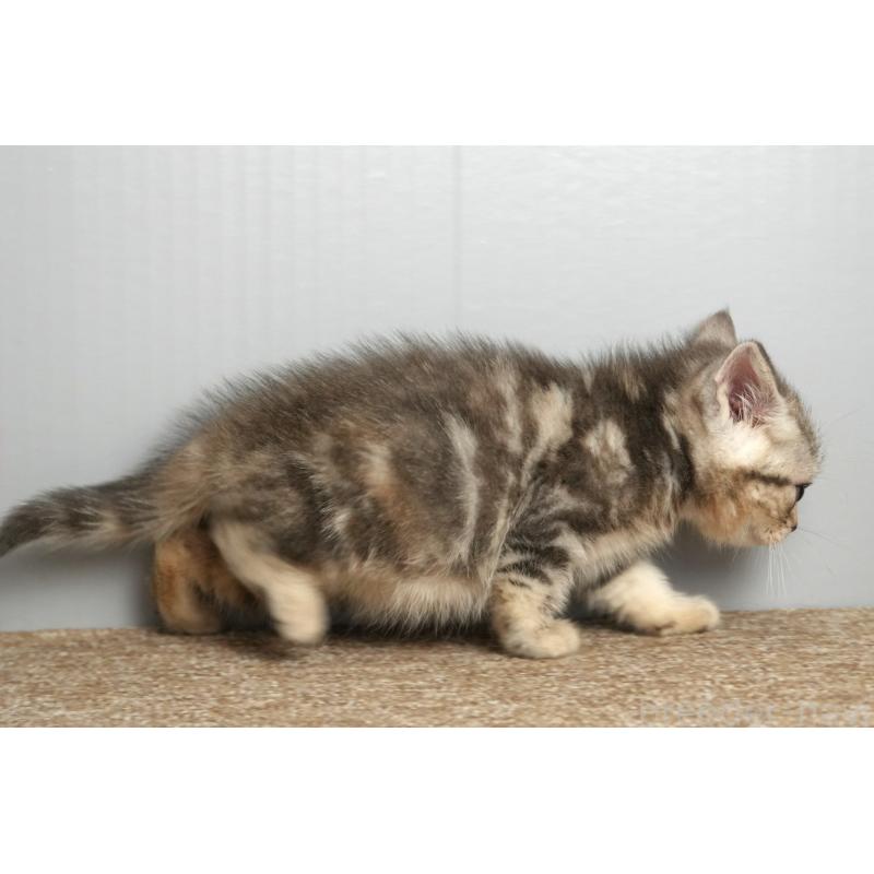 販売中の埼玉県のアメリカンショートヘア-137049の2枚目