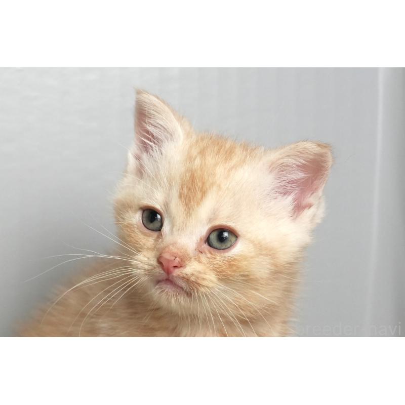 販売中の埼玉県のアメリカンショートヘア-137051の7枚目