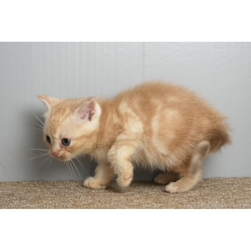 販売中の埼玉県のアメリカンショートヘア-137051の6枚目