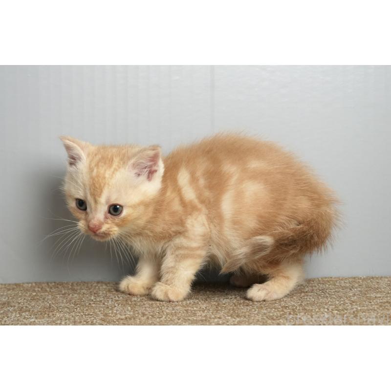 販売中の埼玉県のアメリカンショートヘア-137051の5枚目