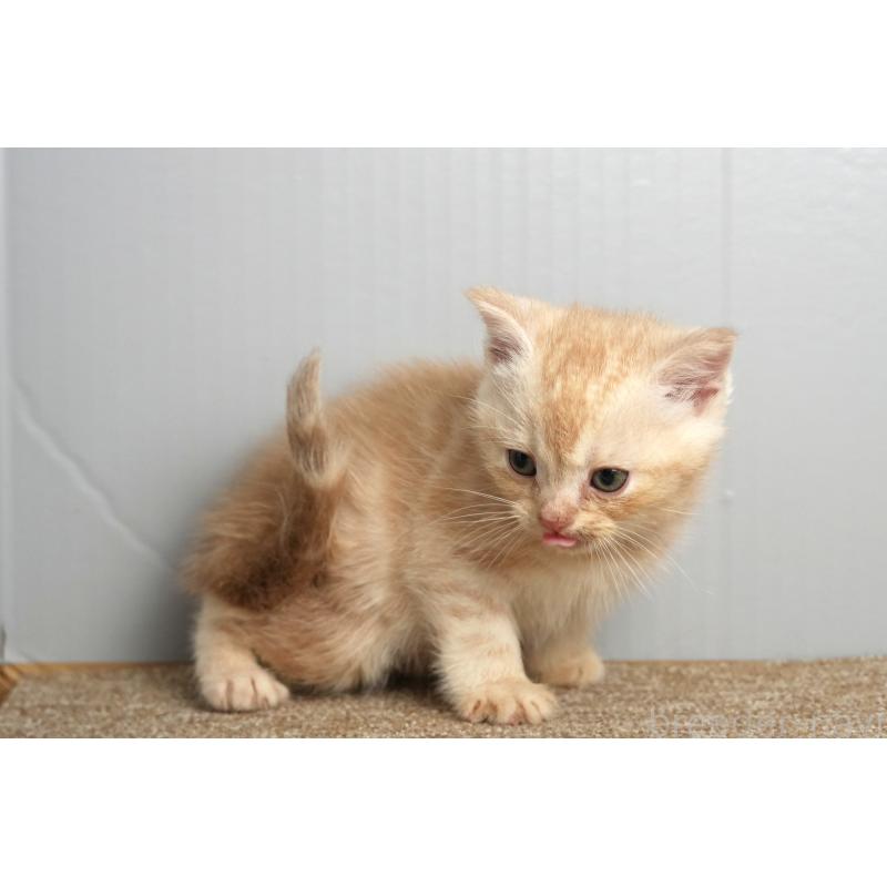 販売中の埼玉県のアメリカンショートヘア-137051の4枚目