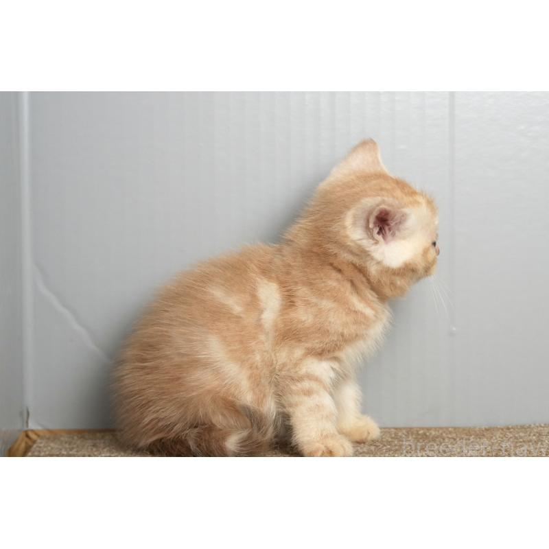 販売中の埼玉県のアメリカンショートヘア-137051の3枚目