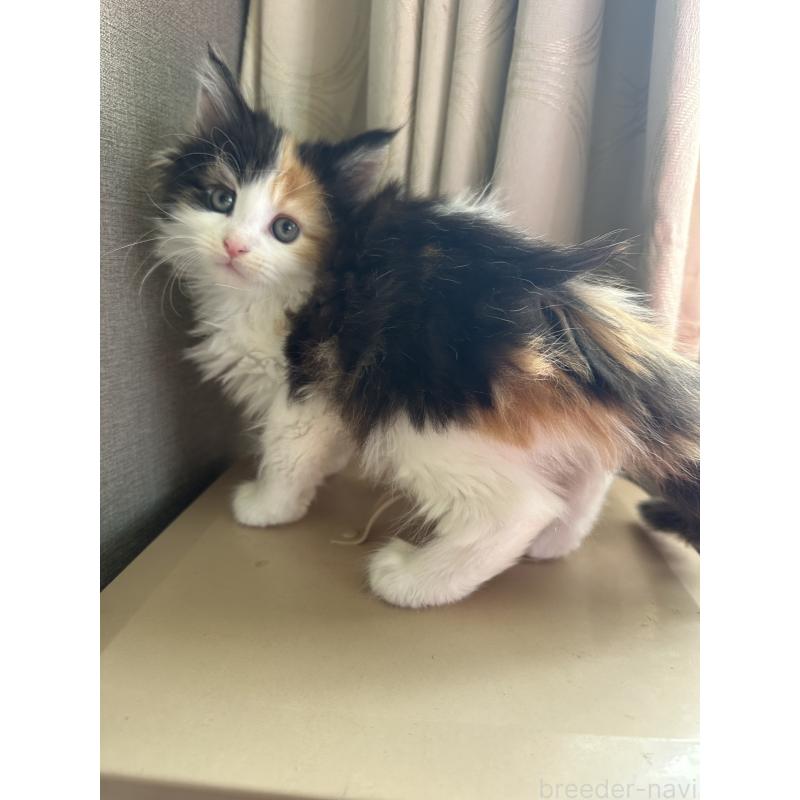 販売中の愛知県のメインクーン-137050の5枚目