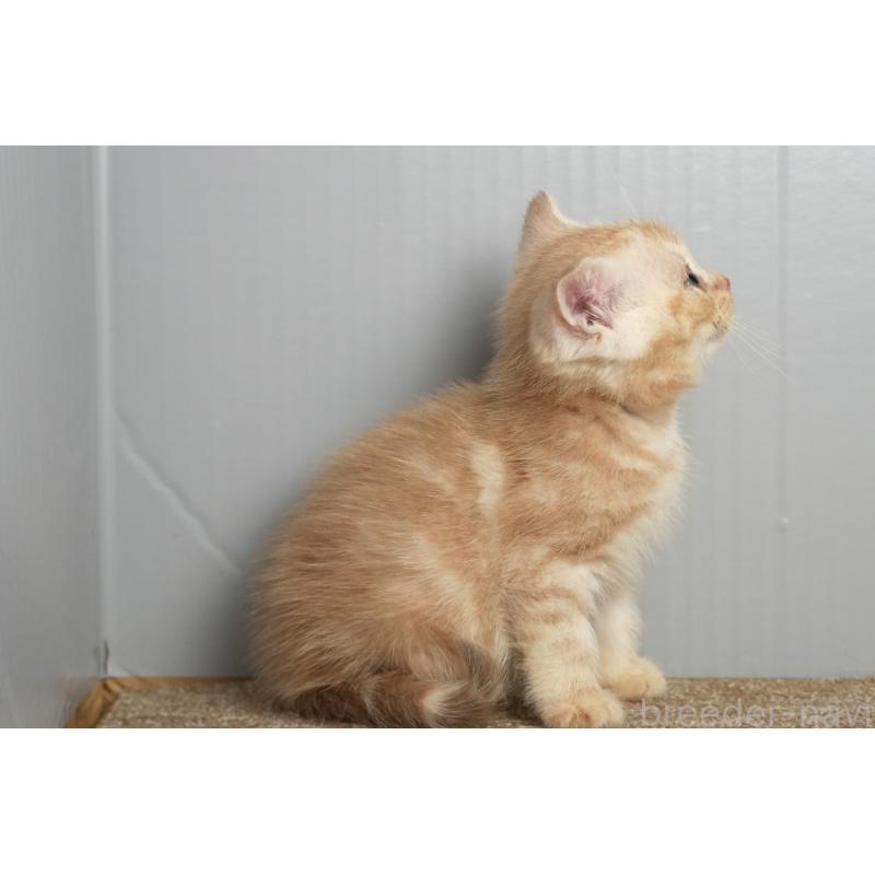 販売中の埼玉県のアメリカンショートヘア-137051の2枚目