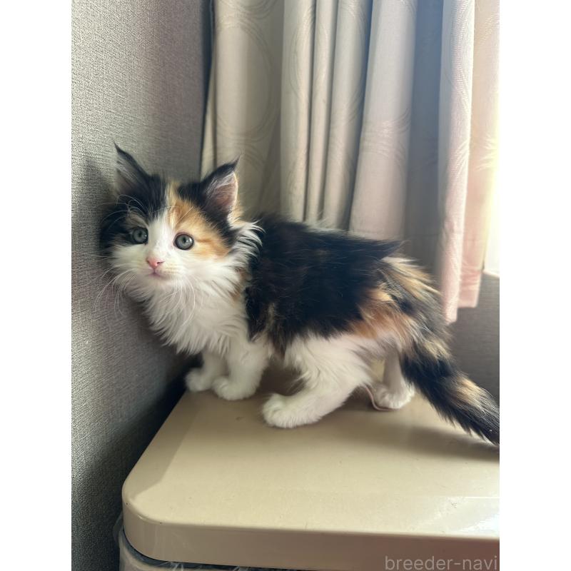 販売中の愛知県のメインクーン-137050の4枚目