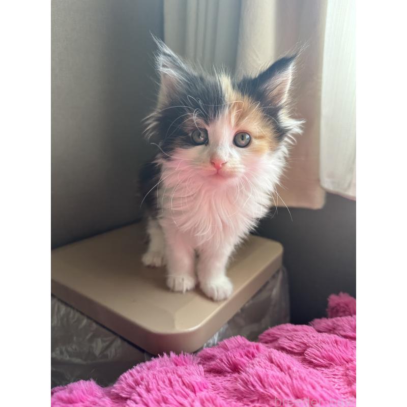 販売中の愛知県のメインクーン-137050の3枚目