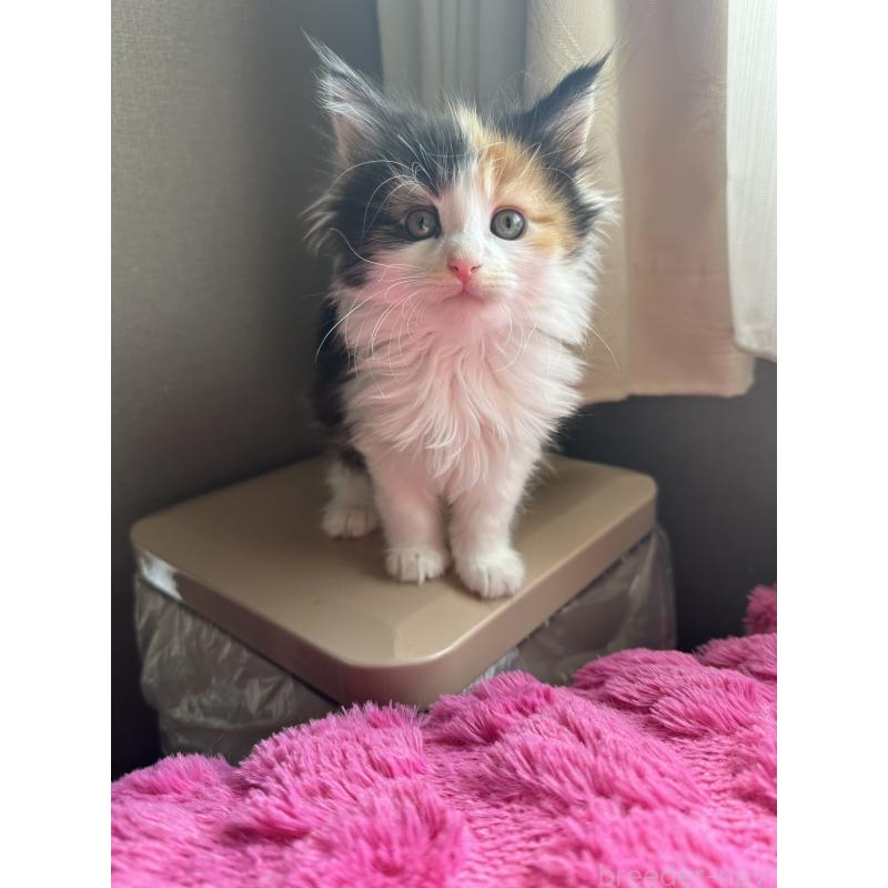 販売中の愛知県のメインクーン-137050の2枚目