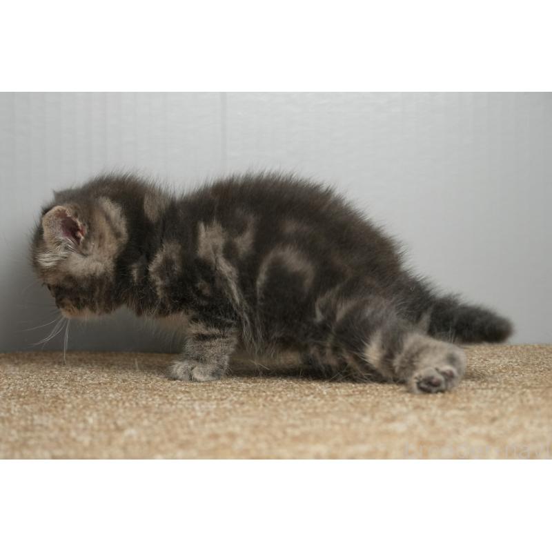 販売中の埼玉県のアメリカンショートヘア-137052の2枚目