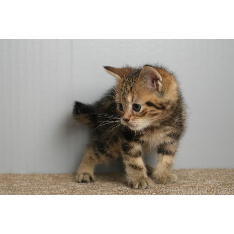 販売中の埼玉県のアメリカンショートヘア-137053の4枚目