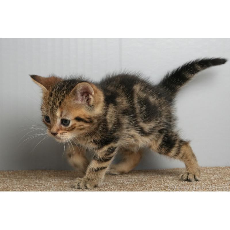 販売中の埼玉県のアメリカンショートヘア-137053の3枚目