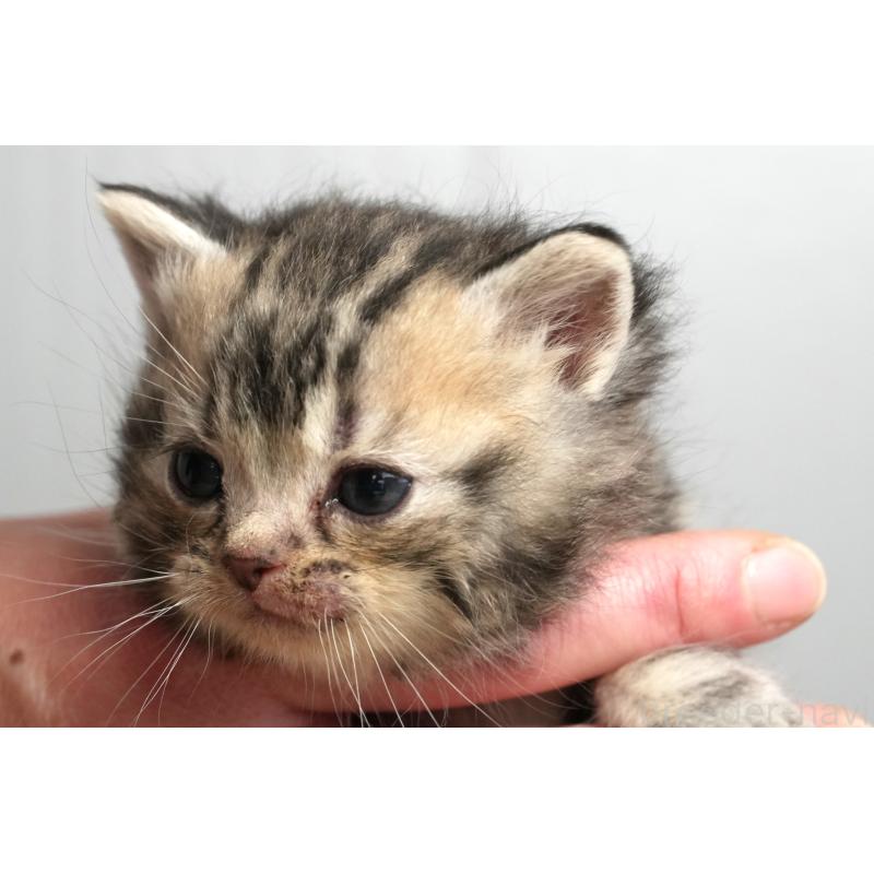 販売中の埼玉県のアメリカンショートヘア-137054の4枚目