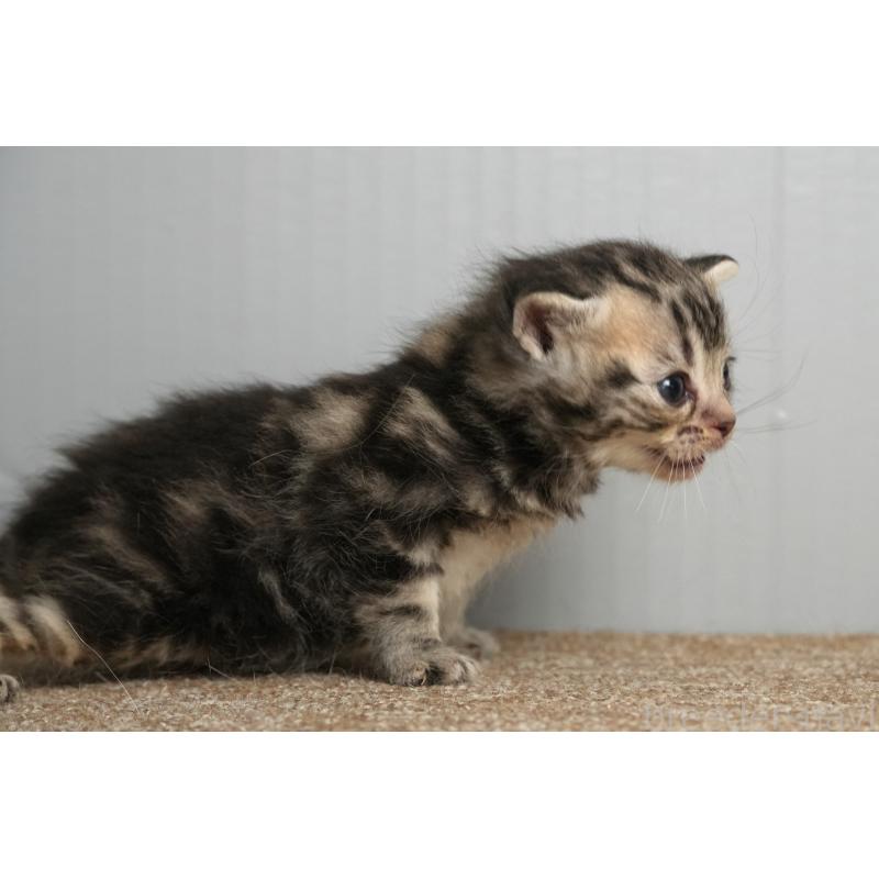 販売中の埼玉県のアメリカンショートヘア-137054の3枚目