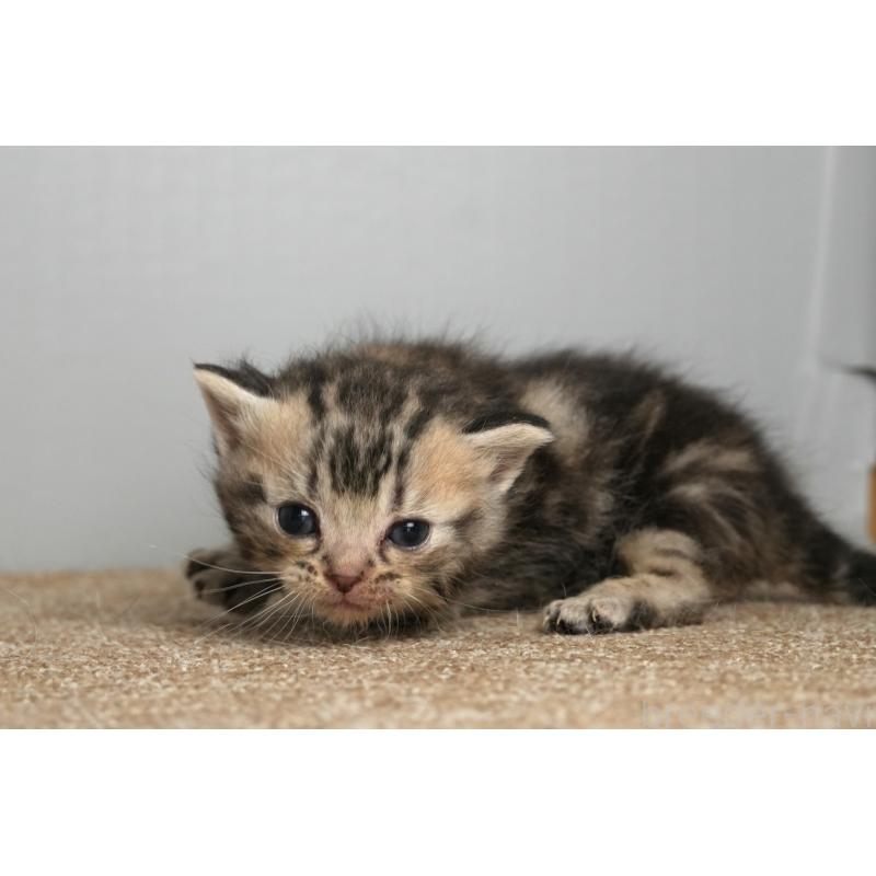 販売中の埼玉県のアメリカンショートヘア-137054の2枚目