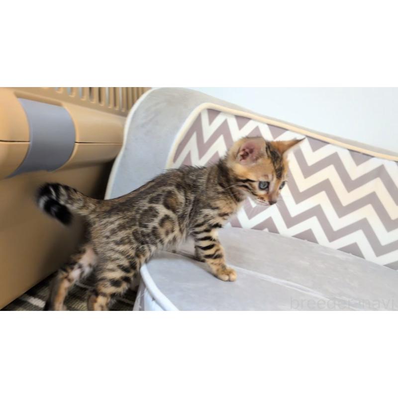 販売中の千葉県のベンガル-137056の7枚目