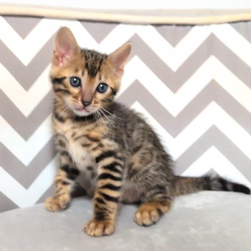 販売中の千葉県のベンガル-137058