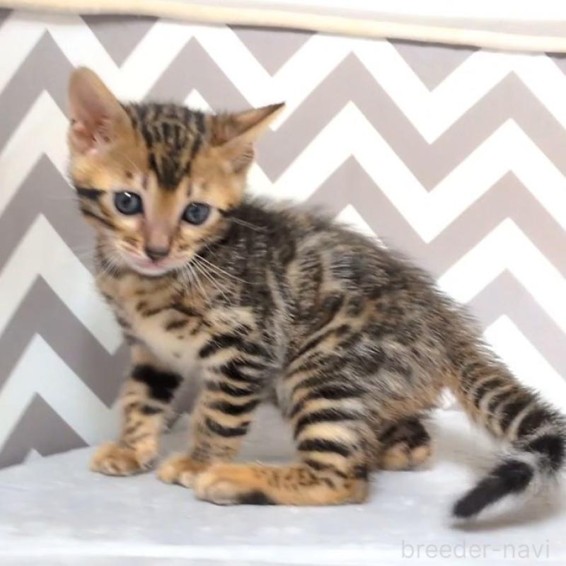 販売中の千葉県のベンガル-137058の7枚目