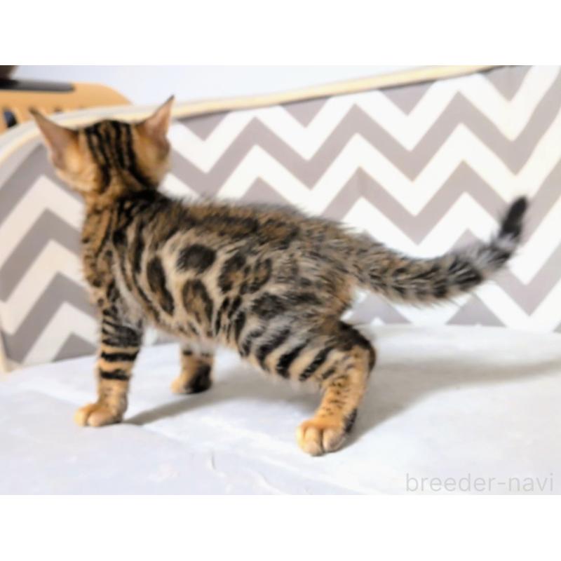 販売中の千葉県のベンガル-137058の4枚目