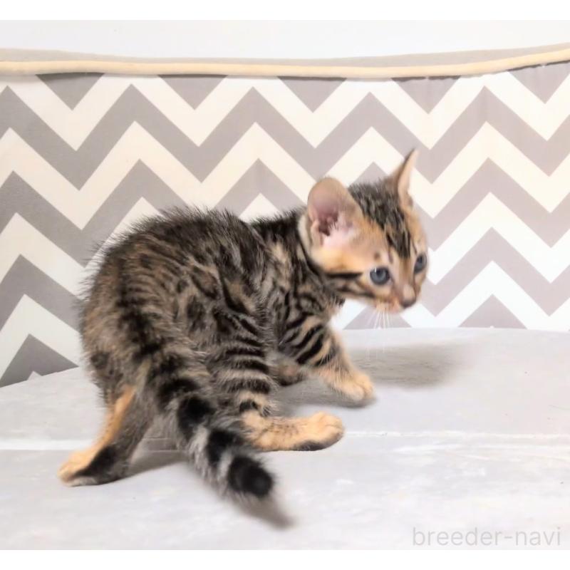 販売中の千葉県のベンガル-137058の3枚目