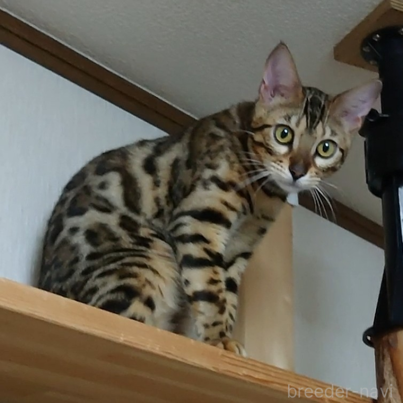 マインちゃん1枚目