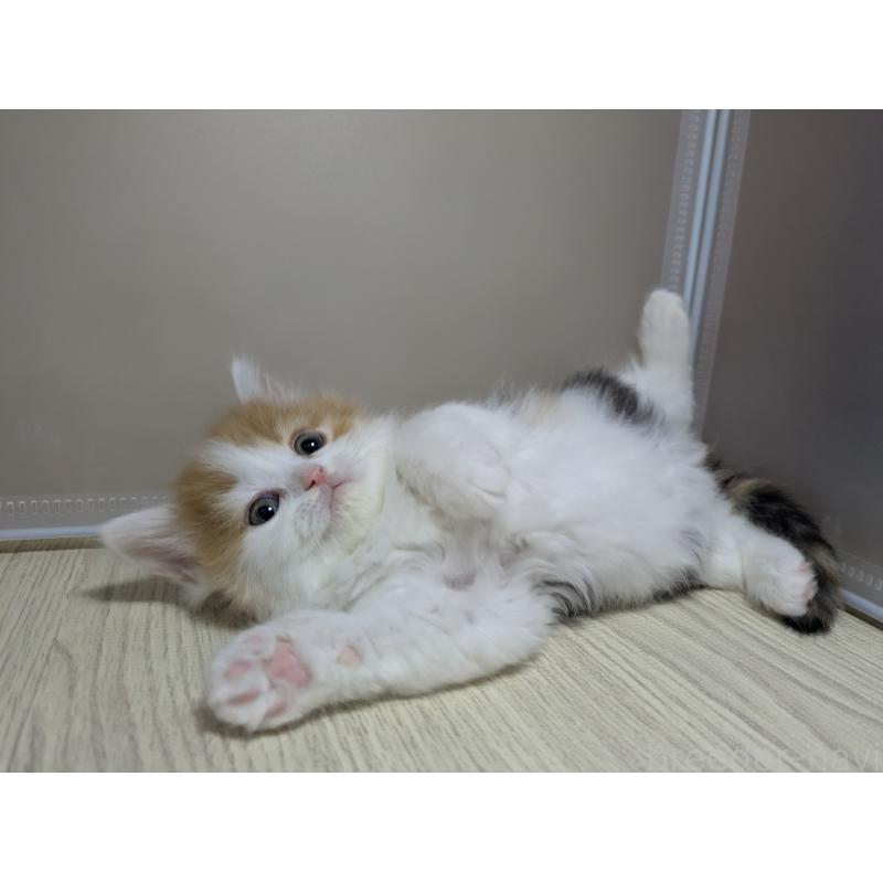 販売中の栃木県のマンチカン-137059の6枚目