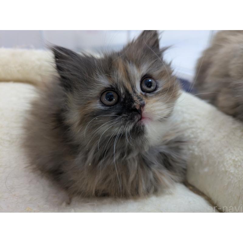 販売中の栃木県のミヌエット-136865の5枚目