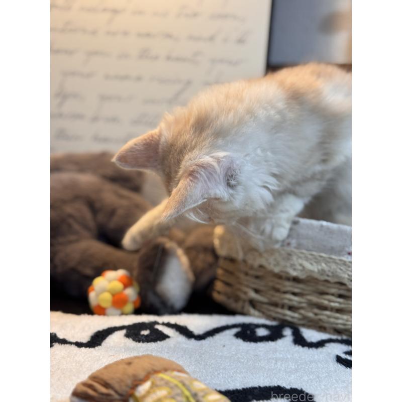 販売中の埼玉県のアメリカンショートヘア-137061の13枚目