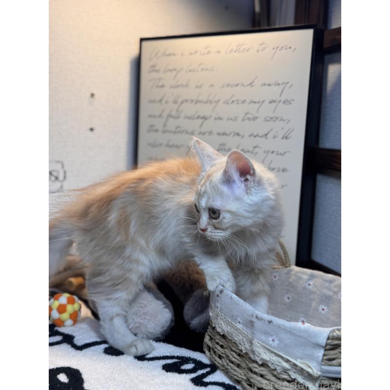 販売中の埼玉県のアメリカンショートヘア-137061の12枚目