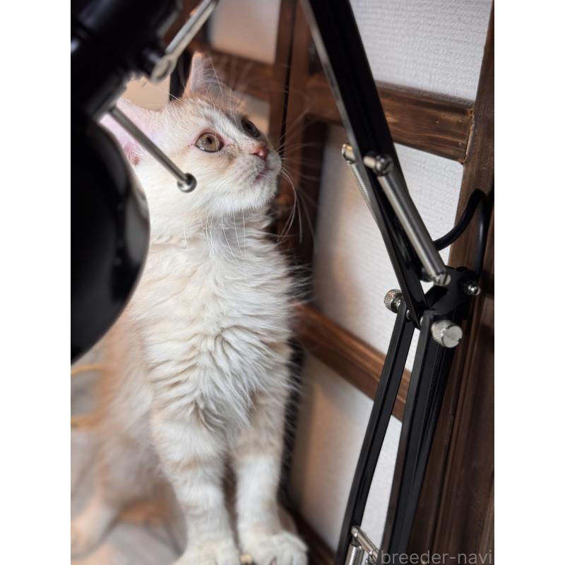 販売中の埼玉県のアメリカンショートヘア-137061の9枚目