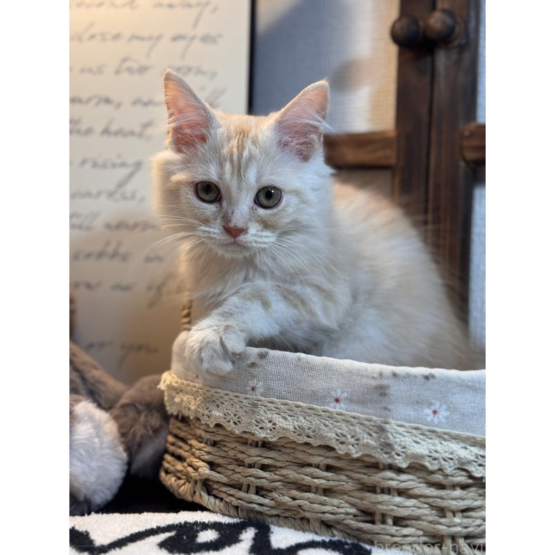 販売中の埼玉県のアメリカンショートヘア-137061の8枚目