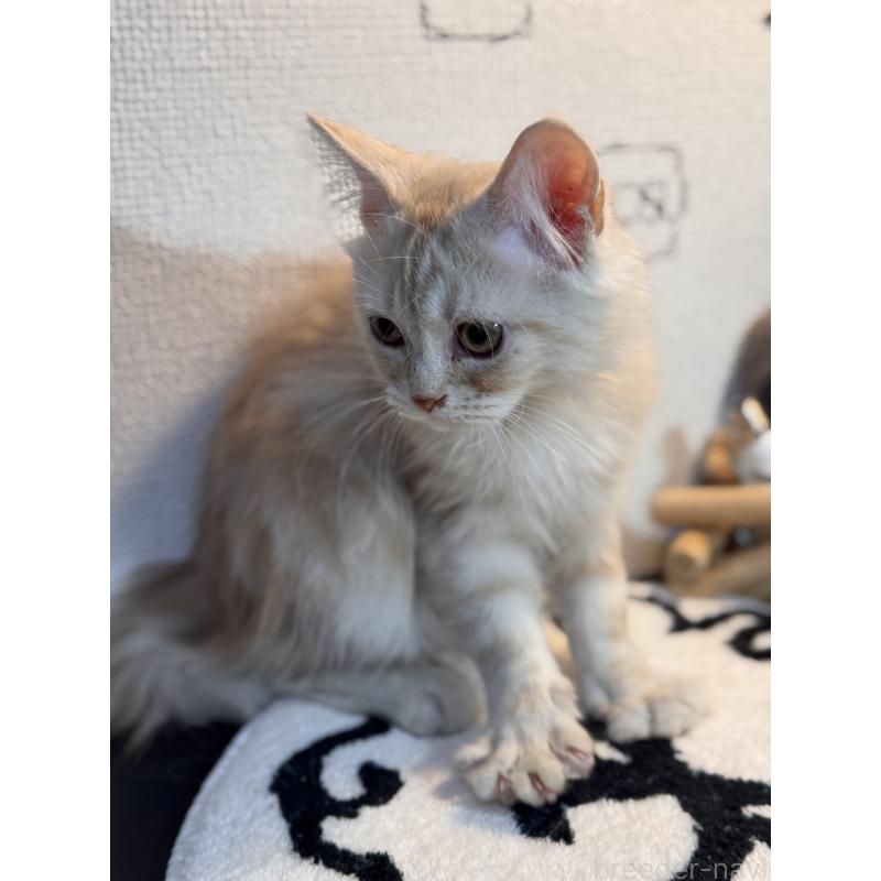 販売中の埼玉県のアメリカンショートヘア-137061の6枚目